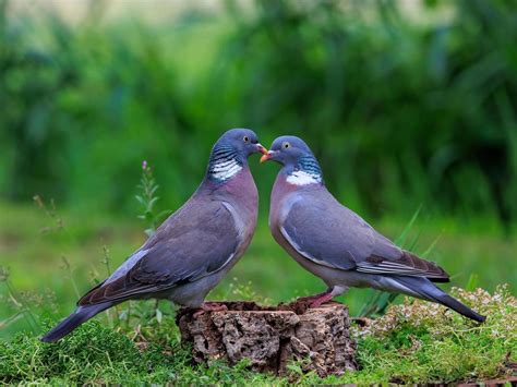 Do Wood Pigeons Mate For Life Birdfact