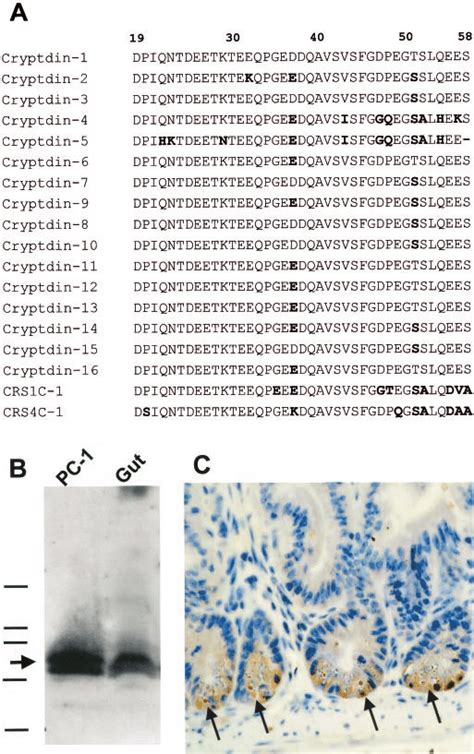 Immunochemical Analysis Of Mouse Paneth Cell Prosegments And Defensin