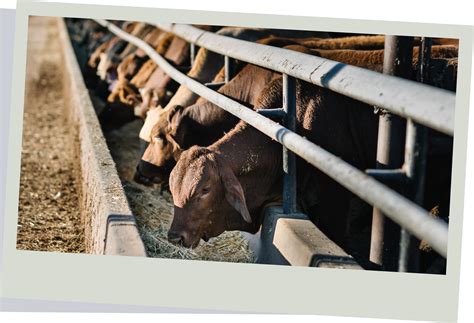 Congratulations Grant Garey - ALFA President - Teys Australia