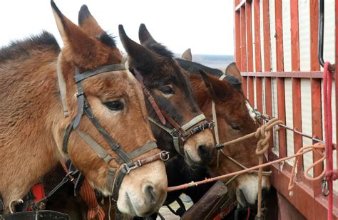 Fotos Feria de San Andrés en Turégano El Norte de Castilla