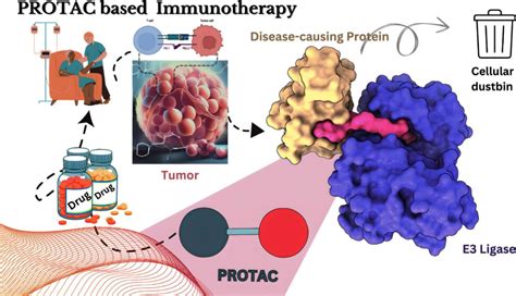 Targeted Protein Degradation Tpd For Immunotherapy Understanding