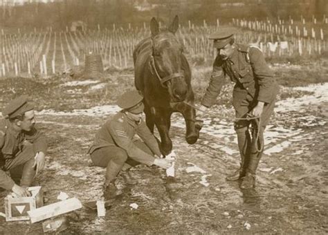 Ww1 Army Veterinary Corps Treated A Wounded War Horse 1916 World