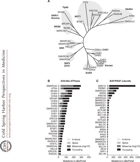 Figure 2 From The Many Roles Of BAF MSWI SNF And PBAF Complexes In