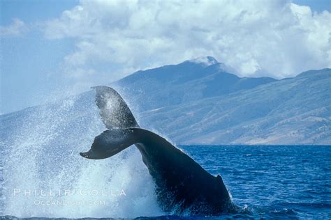 Humpback Whale Performing A Peduncle Throw Megaptera Novaeangliae