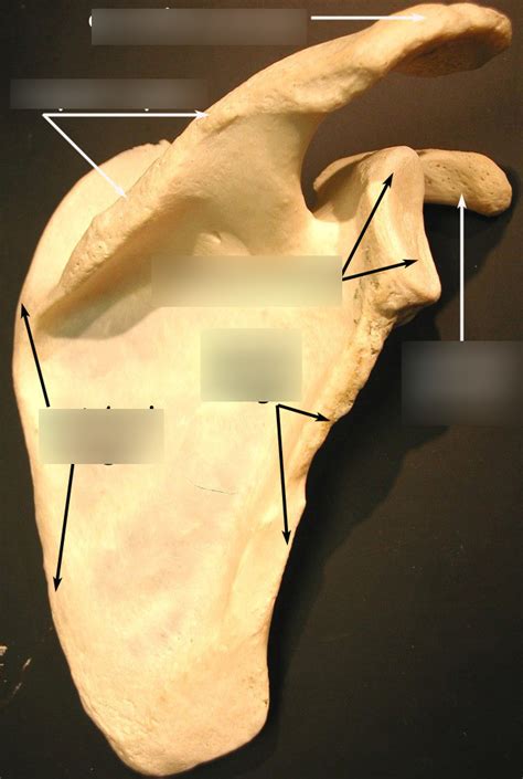 Appendicular Skeleton Scapula Diagram Quizlet