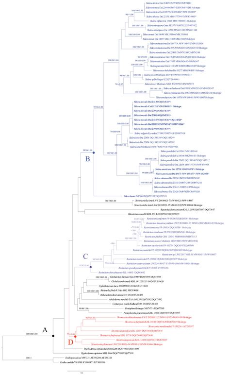 Phylogeny Of Sidera And Other Genera In The Rickenella Clade Generated