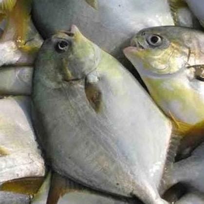 Jual Ikan Bawal Bintang Segar 1 Kg Bawal Putih Air Laut Ikan Fresh