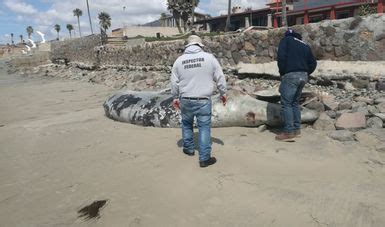 ATIENDE PROFEPA VARAMIENTO DE CRÍA DE BALLENA GRIS EN BAJA CALIFORNIA