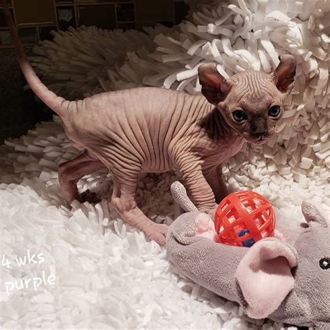 Strange Sphynx And Elfs On Instagram 4 Weeks Of Cuteness