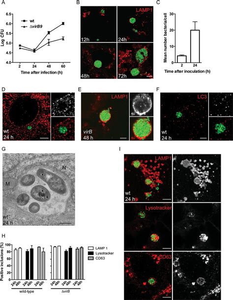 Brucella Abortus Replication In Lysosomal Membrane Associated Protein 1 Download Scientific