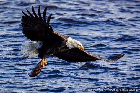 Bald Eagles Fishing : Action Photo Tours