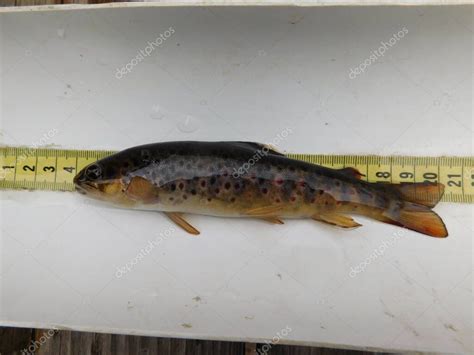 La Trucha Marr N Salmo Trutta Especies Europeas De Peces Salm Nidos