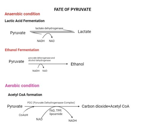 Lecture 10 TCA Cycle ETC Oxidative Phosphorylation Flashcards Quizlet