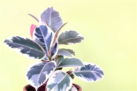 Variegated Rubber Plant Care: Flourishing Ficus Tips - Potted Pixie