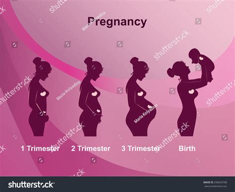 Pregnancy Stages Trimesters Birth Pregnant Woman Stock Vector 258029708