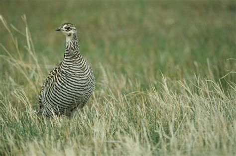 Free picture: female, greater, prairie, chicken, standing, grass