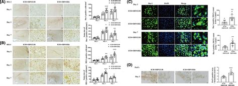 Tlr Induced M Ms Activation And Mgcs Formation Positive Cells Of