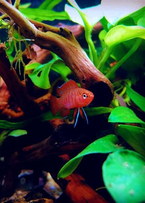 The 39 Most Colorful Freshwater Aquarium Fish Aquanswers