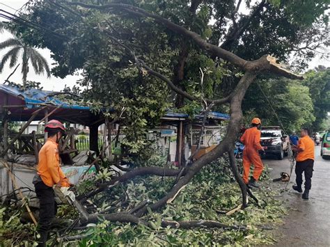 Hujan Deras Disertai Angin Kencang Pohon Tumbang Tutupi Badan Jalan Di