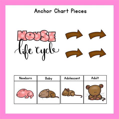mouse life cycle digital  products teacher resources etsy