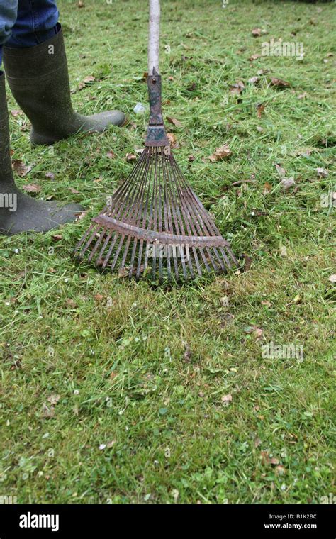 RAKING UP GRASS CLIPPINGS WITH A LAWN RAKE Stock Photo Alamy