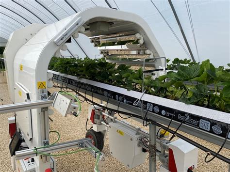 Horti Daily On Twitter Strawberry Grow Bags Are A Robot Testing Bed