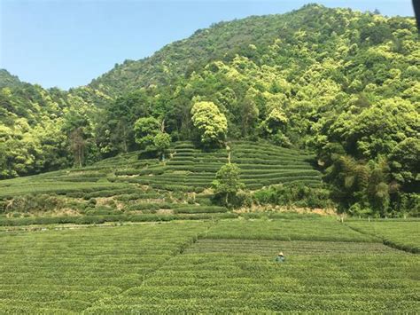 【浙江游记】杭州 梅家坞茶园——松轩竹径，药圃花蹊，茶园稻陌，竹坞梅溪 知乎