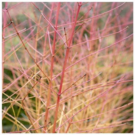 Cornus Sanguinea Midwinter Fire Kornoelje Midwinter Fire Kopen