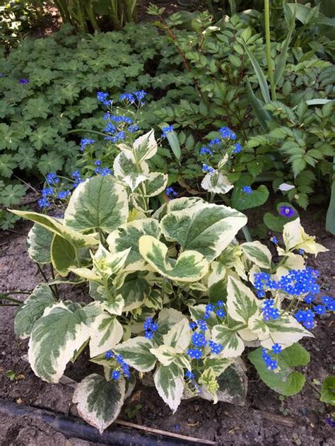 Heartleaf Alkanet Brunnera macrophylla Variegata from Growing Colors