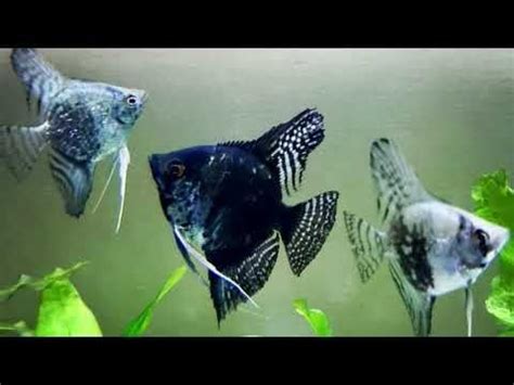 Different types of Angelfish | Popular Angelfish Types in 2022 | Angel fish, Fish pet, Zebra