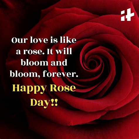 Happy Rose Day 2023 Wishes Messages Sms Quotes Images And Whatsapp