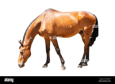 Beautiful Horse Racehorse English Racehorse Stock Photo Alamy