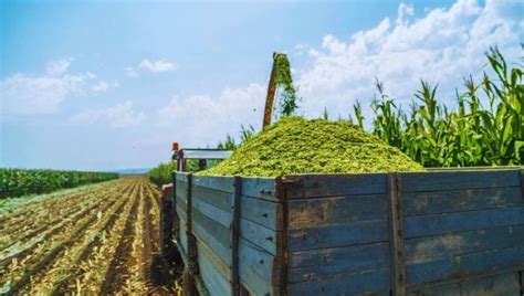 Essential Insights Into Haylage Vs Silage Unearthing The Best Feed