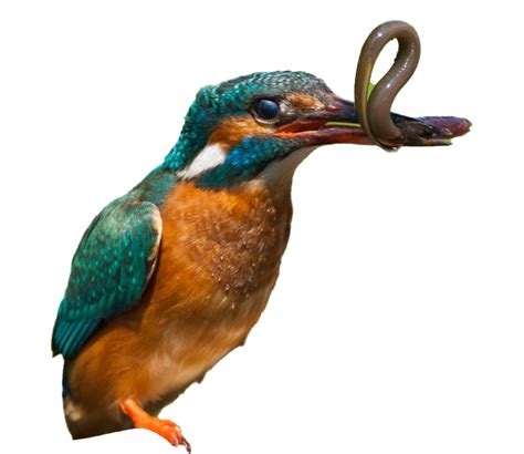 Kingfisher Bird Png Transparent Images Png All