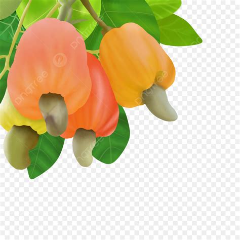 Ilustra O De Caju Png Fruta Caju Ilustra O Imagem Png E Psd Para