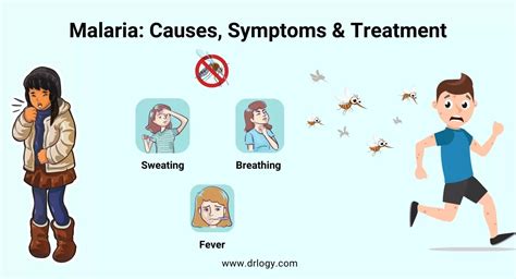 Malaria Disease : Symptoms, Treatment & Prevention - Drlogy