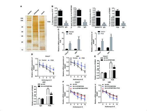 Circfam A Binds To Fus To Promote The Mrna Stability Of Rab A