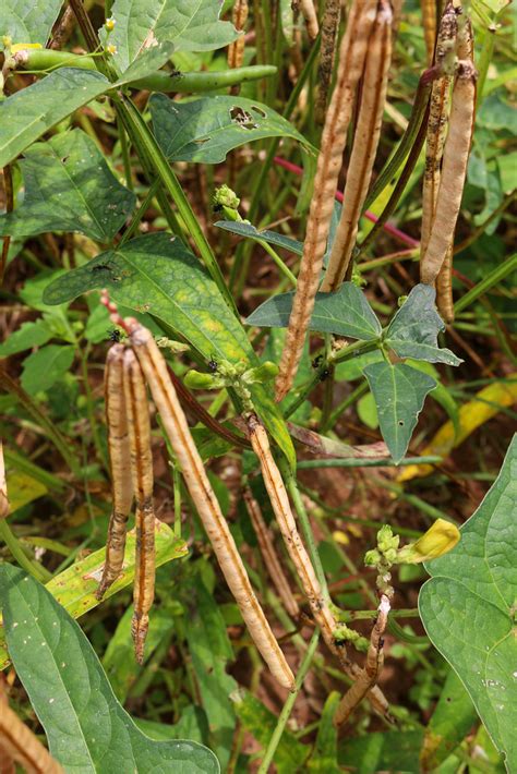 Kulima Promoting Farming In Malawi In Malawi Over 80 Of Flickr