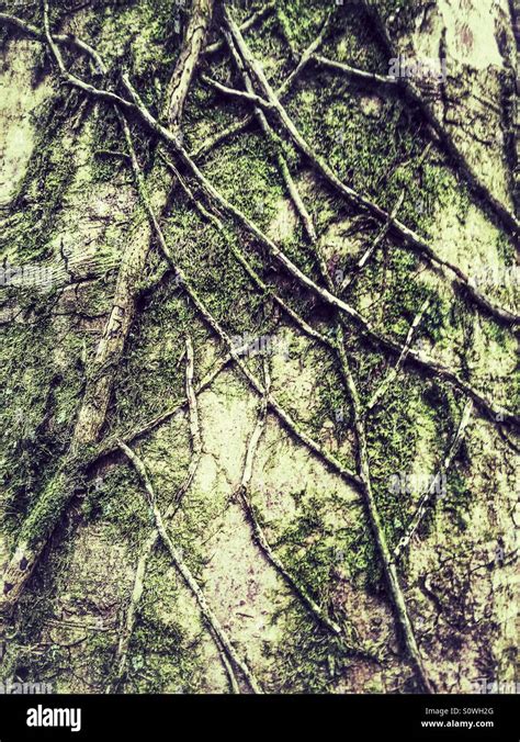 Dead vines on a tree Stock Photo - Alamy