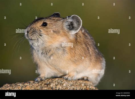 American Pikas Habitats Hi Res Stock Photography And Images Alamy