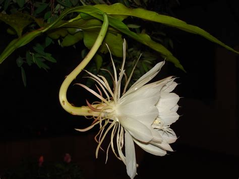 Rainha Da Noite Hylocereus Undatus Nomes Populares Rain Flickr