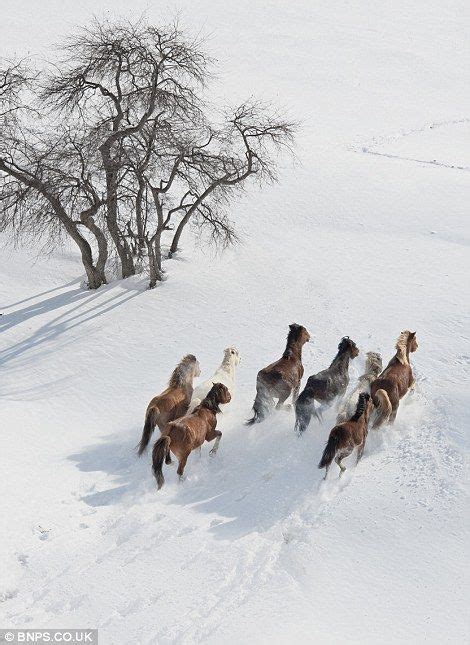 Galloping across the snowy steppe, stunning pictures of the wild horses ...