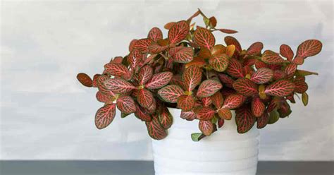 Fittonia Plant Care Learn How To Grow Nerve Plants