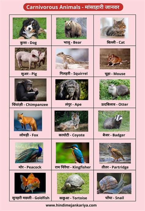 Omnivorous Animals Pictures With Names