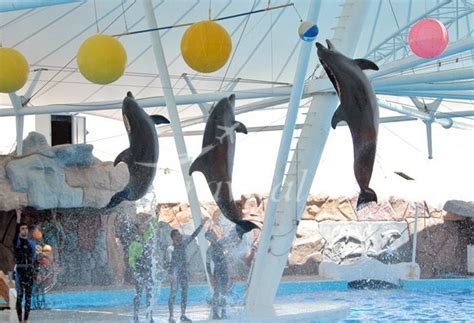 Dolphins Park Of Kish Kish Iran Tourism