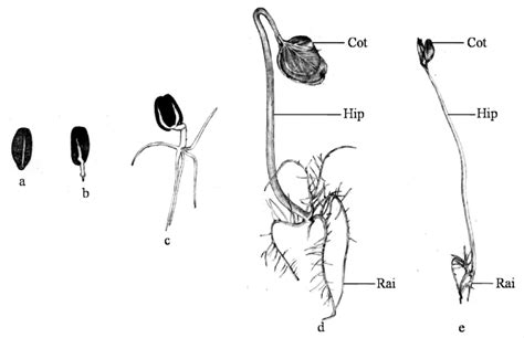 Seedling Morphology In Jatropha Curcas Germinated In Dark Chamber A