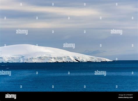 snow covered island of antarctic peninsula. antarctica Stock Photo - Alamy