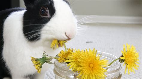 Rabbit Eating Dandelions For The First Time Youtube