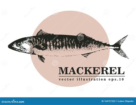 Hand Drawn Sketch Seafood Vector Vintage Illustration Of Mackerel Fish