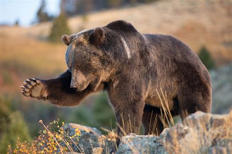 She Bears and Stones: What Does it Say About God? - Come And Reason ...